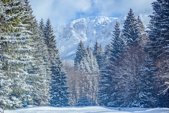 Șimon, Bucegi Mountains, Romania: Snow covered pine trees with snowy mountains in background