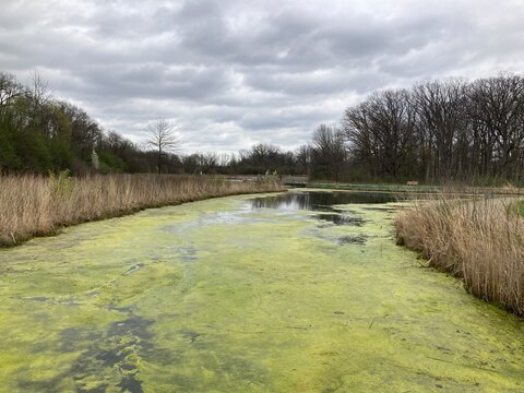 wetland area experiencing an algal bloom