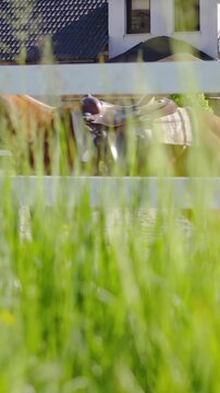 Horse training on lunge line in slow motion view from behind the lawn
