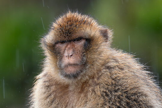 Barbary Macaque - Macaca sylvanus, popular unique primate native to the Gibraltar rock and to the Atlas Mountains of Algeria, Tunisia and Morocco. 