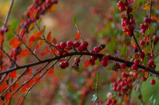 The red seed on autumn season leaf of sacred euonymus