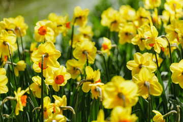 Fototapeta premium Yellow and Orange Daffodils Wide View with Soft Bokeh