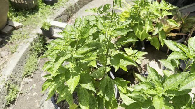 Green plant leaves in garden pot sunlight for outdoor adventure travel and urban garden growth with leafy potted soil herb growth fresh foliage and natural nursery leaf display