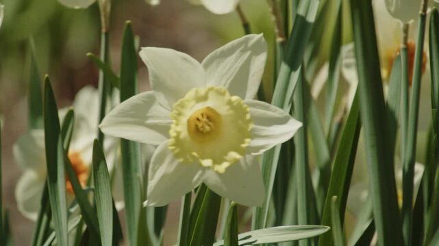 Close-up of daffodils flowering in a beautiful spring park in Halifax, Nova Scotia. Bright yellow blossoms under clear sky, classic Canadian spring nature and renewal 4K.