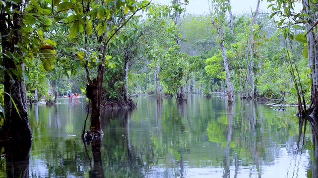 Idyllic swamp forest with flooded trees and calm water reflections.