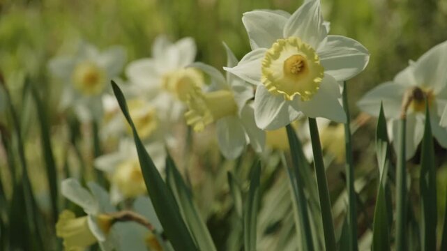 Sunny spring day in Halifax, Nova Scotia, Canada: field of yellow daffodils blooming in a city park. Fresh flowers and green leaves create a vibrant and uplifting spring scene 4K.