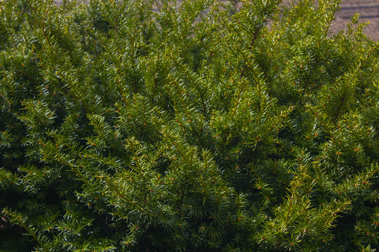 Taxus baccata close up. Green branches of yew tree(Taxus baccata, English yew