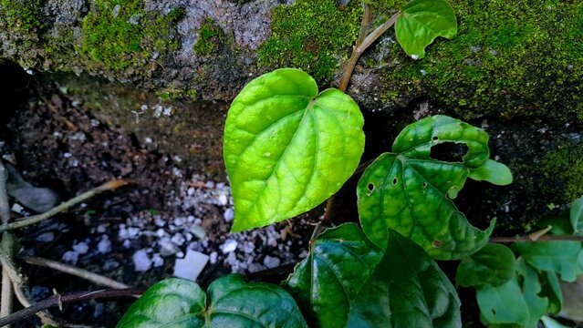 Vibrant green leaf stands out against mossy stone background. Natural textures blend earthy tones with soft, living hues. Freshness and growth radiate from this quiet botanical moment