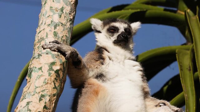 Ring tailed lemur basking in warm sunlight against clear blue sky background.