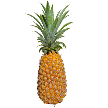 Ripe Pineapple Isolated on White Background