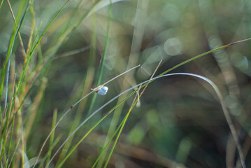 Small snail on grass blade with bokeh background © Elsworth Frobisher