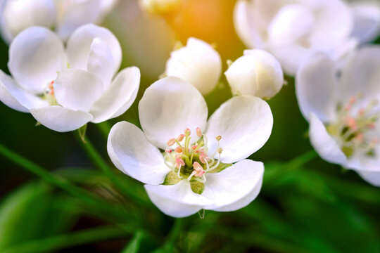 White petals of blooming pear tree in an orchard under the warm sun of the spring season with rich green leaves and a dreamy blurred backdrop of trees and sunlight flares