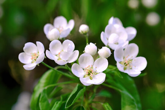 Clusters of white pear flowers in bloom on green tree branch during the peak of spring season with bright daylight and artistic soft focus effects
