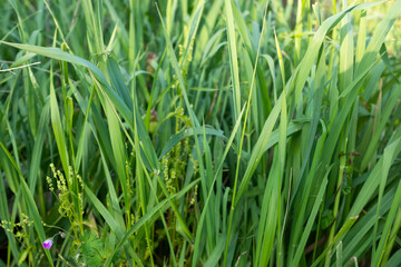 Fototapeta premium Green grass close up background, fresh lawn texture, natural meadow detail, spring greenery, minimal nature pattern, eco concept, copy space