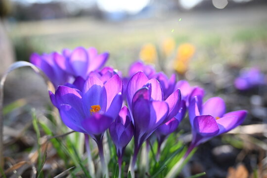 spring crocus, giant crocus vernus species in Family Iridaceae, native to the Alps, the Pyrenees, and the Balkans. Its cultivars and those of Crocus flavus (Dutch crocus) are used as ornamental plants