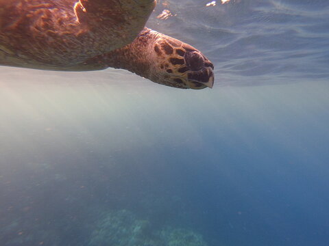 eretmochelys imbricata hawksbill turtle in egypt
