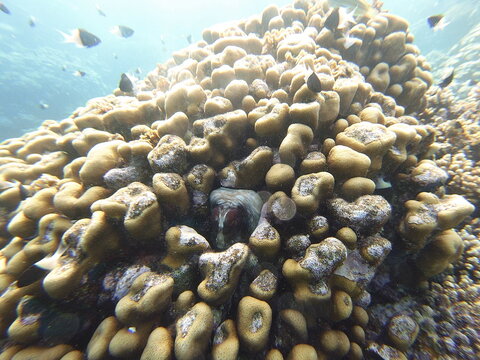 octopus cyanea hiding in porites coral 