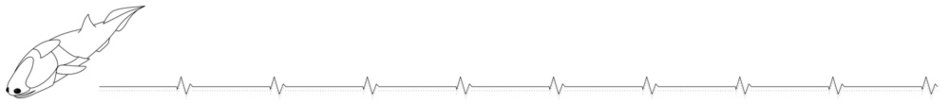 ポップなエンテログナトゥスの仕切り線素材