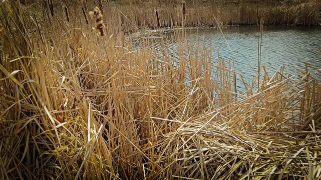 closeup of a wetland. riparian ecology with natural filtration. landscape banner. stormwater management, urban planning and environment background.