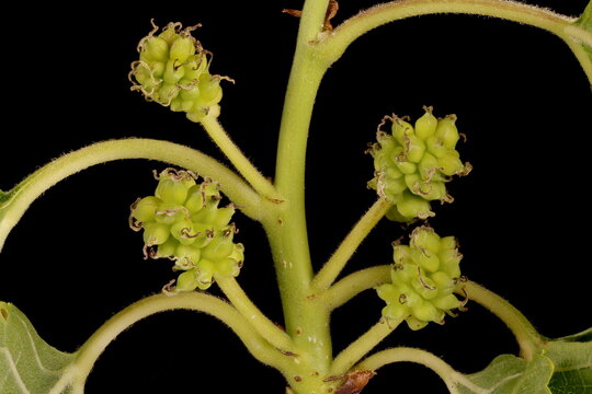 White Mulberry (Morus alba). Immature Infructescence Closeup