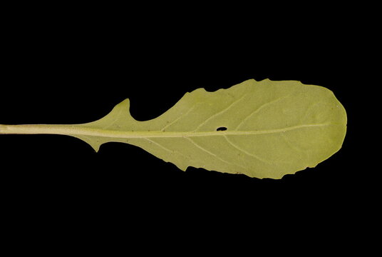 Rocket (Eruca sativa). Cauline Leaf Closeup