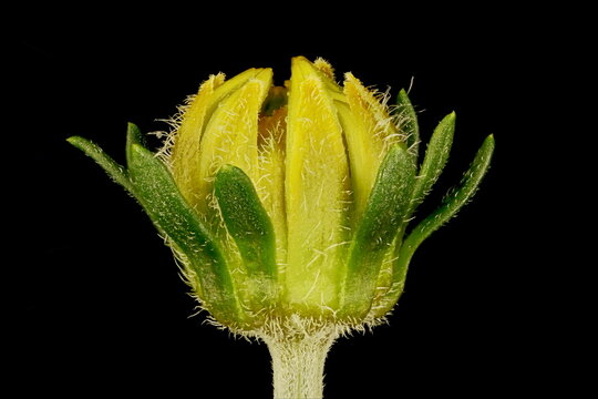 Arizona Beggarticks (Bidens aurea). Budding Capitulum Closeup