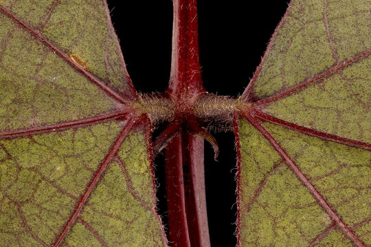 Hyacinth Bean (Lablab purpureus). Lateral Leaflet Bases Closeup
