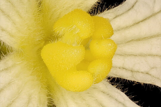 Bottle Gourd (Lagenaria siceraria). Style Closeup