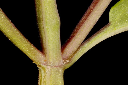 Peppermint (Mentha x piperita). Leaf Bases Closeup