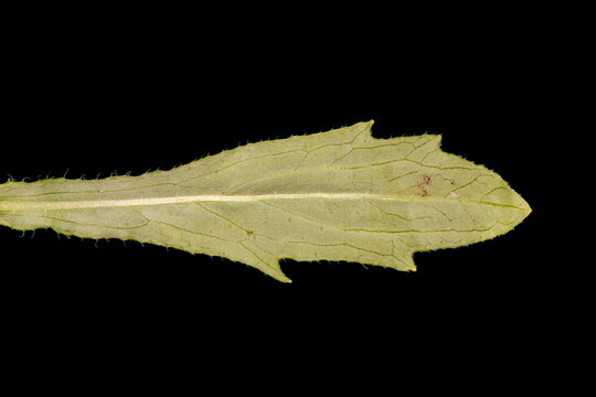Chinese Aster (Callistephus chinensis). Middle Cauline Leaf Closeup