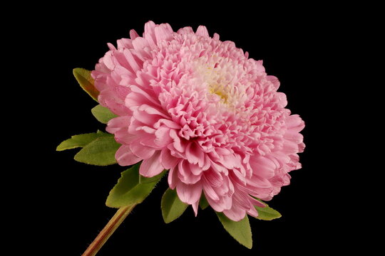 Chinese Aster (Callistephus chinensis). Flowering Capitulum Closeup