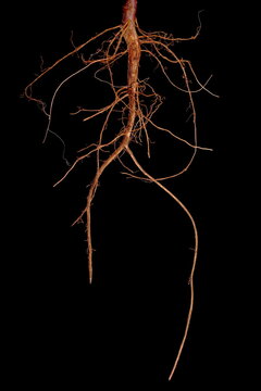 Hyacinth Bean (Lablab purpureus). Root Closeup
