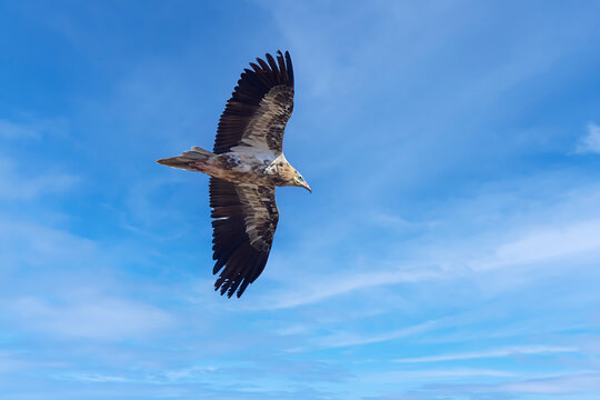 Kanarischer Schmutzgeier (Neophron percnopterus majorensis) im Flug vor blauem Himmel - 
Barranco de los Molinos, Fuerteventura