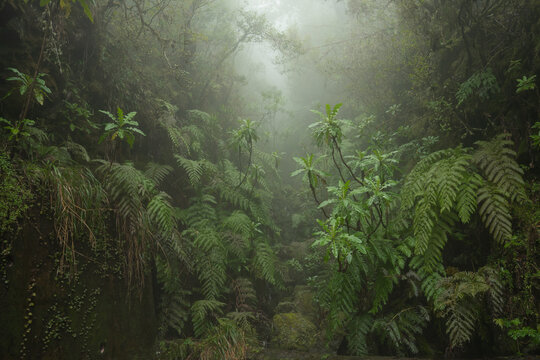 A dense rainforest scene featuring various fern species and green tropical plants growing in a rocky ravine under heavy fog and mist in a mountain environment.