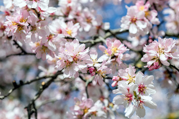 Fototapeta premium Pink Spring Blossoms on Tree Branch Against Blue Sky