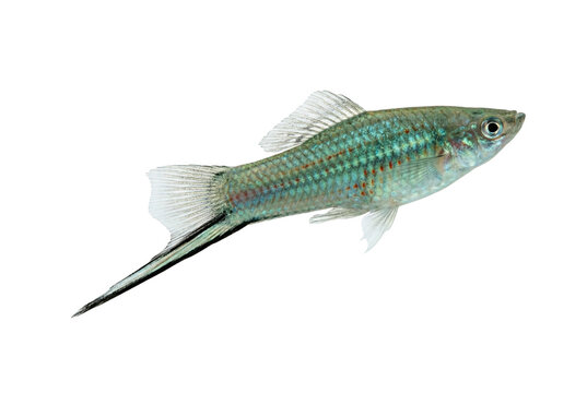 Green swordtail aquarium fish swimming, transparent background