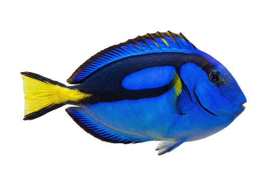 Vibrant blue tang tropical fish, transparent background