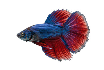 Fototapeta premium Blue and red Siamese fighting fish, transparent background