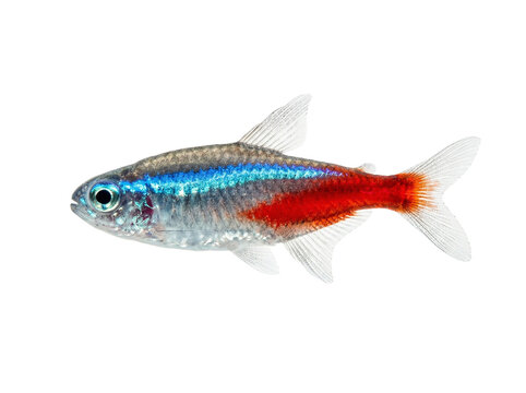 Neon tetra fish in profile, transparent background