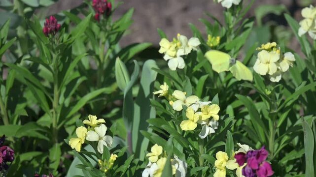 Brimstone (Gonepteryx rhamni) male flying between flowers in a London park. April, UK. [Slow motion x10]