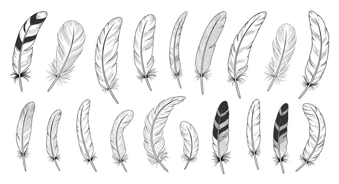 Detailed set of various bird feather illustrations featuring different shapes, sizes, and natural patterns in a hand-drawn monochrome style.