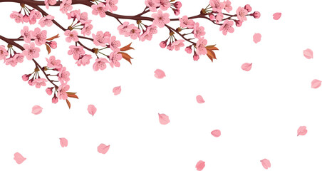 Delicate cherry blossom branches with falling petals, perfect for spring themes and floral designs © Sagara art
