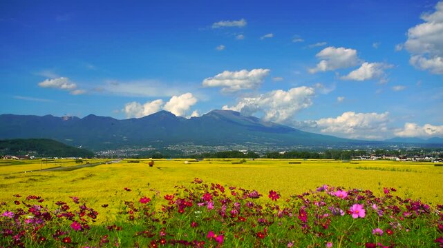コスモス畑と五郎兵衛米の田園と浅間山
