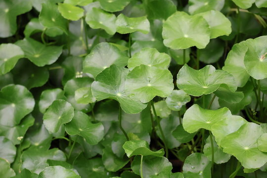 Water pennywort plant with round leaves, aquatic creeping groundcover species