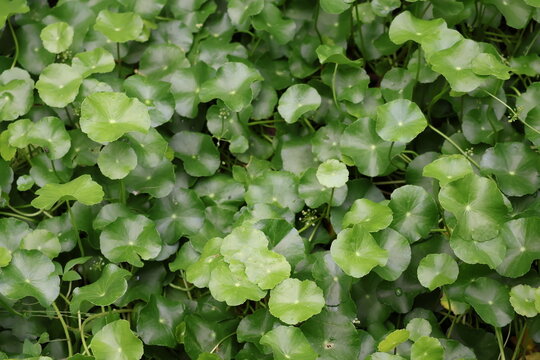 Water pennywort plant with round leaves, aquatic creeping groundcover species