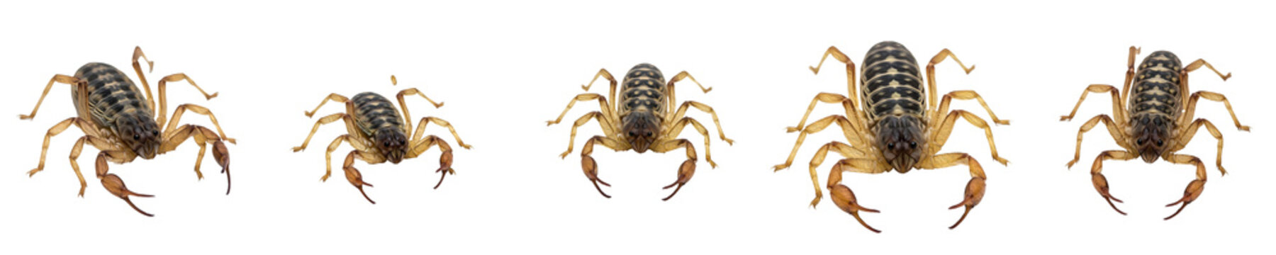 Pseudoscorpion Macro Sequence Isolated on White Background: Set of 5 Detailed False Scorpion Poses for Scientific Study, Pest Control Education, and Graphic Design Assets.