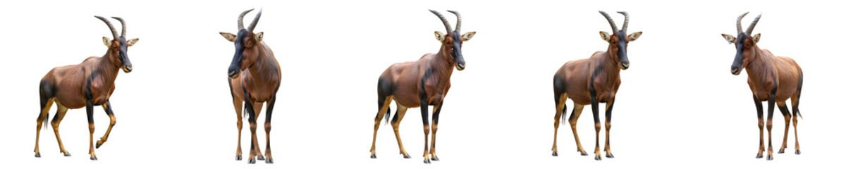 Obraz premium African Topi Antelope (Damaliscus lunatus jimela) Portraits - Isolated Wildlife on White Background