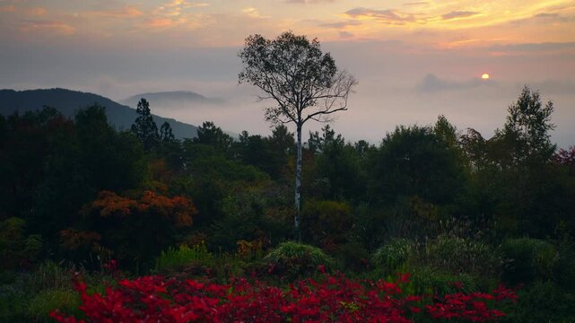 ドウダンツツジなどの紅葉と子檀嶺岳と朝日と白樺の木立