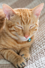 Fototapeta premium Portrait of cat with closed eyes