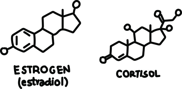 Scientific Black Outline Illustration of Estrogen Estradiol and Cortisol Hormone Chemical Structures for Medical and Biological Educational Use